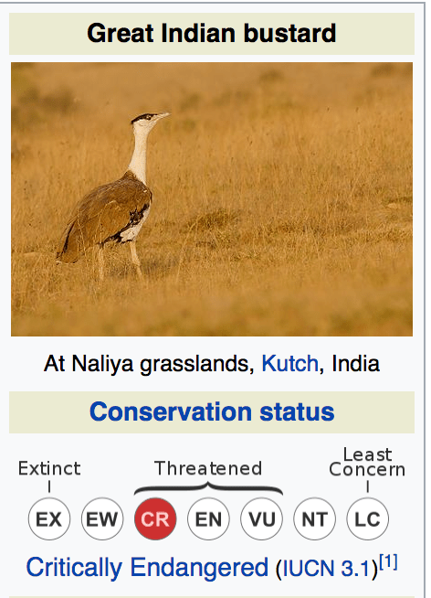 About the Great Indian Bustard